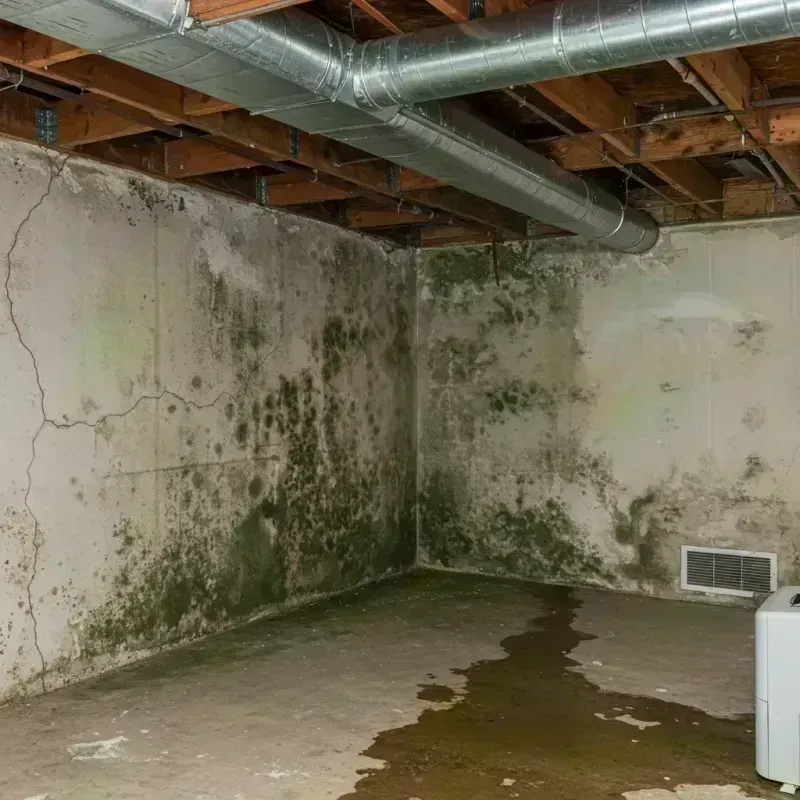 Professional Mold Removal in Henderson, NC